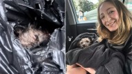 New York Woman Finds Injured Dog Tied In Trash Bag And Springs Into Action