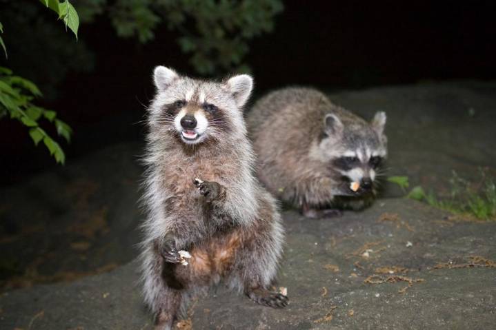 Dear Abby: My neighbor started a wildlife refuge — now our block is crawling with pests