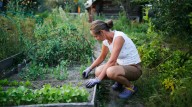 Improve Your Garden Soil With A Fast-Growing Flowering Plant That Readily Self