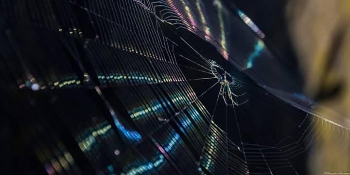 La araña que puede salvarte la vida, si la ves en casa no la mates