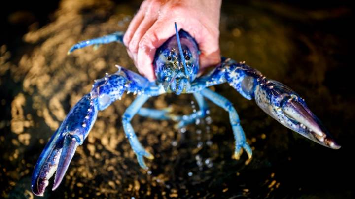 VIDEO: Las langostas azules de EEUU, un hallazgo que tiene fascinados a los biólogos marinos