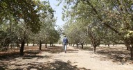 Rats! More than 100,000 acres of almond orchards across Central California are infested