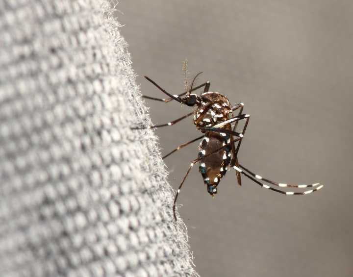 Plantas que repelen a los mosquitos ¿Mito o realidad?