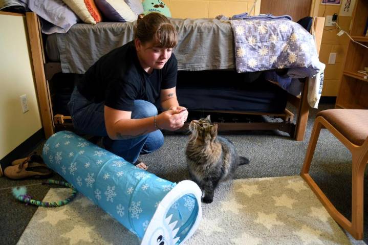 These colleges are welcoming pets in dorms to reduce students’ stress and anxiety