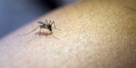 Ligero incremento de casos de dengue