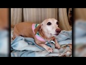 Good News: Community rallies to help reunite missing service dog Bam Bam