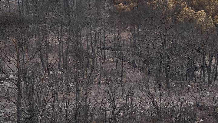 Un experto pone precio a la recuperación de los bosques quemados