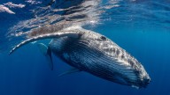 Turistas denuncian presunto acorralamiento de ballenas en el Pacífico colombiano