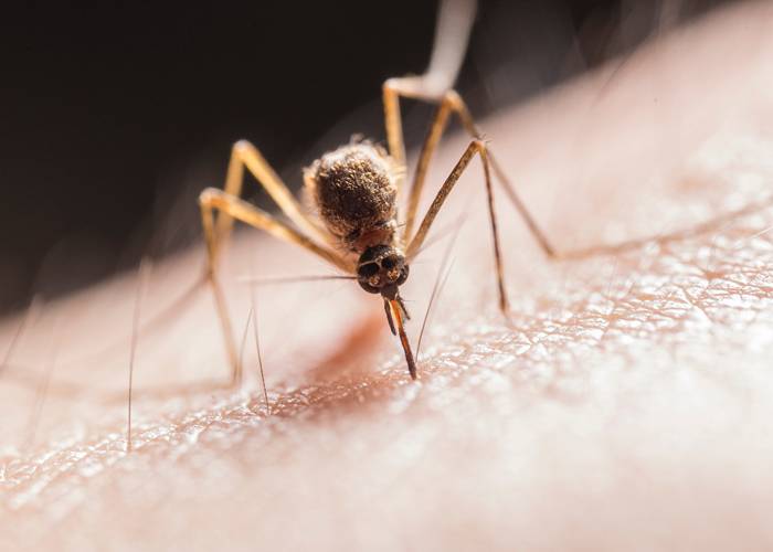 First West Nile virus mosquito pool of season in Orange County