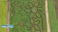 Mass Appeal: Ward’s Berry Farm Sunflower Maze