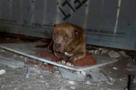Woman Finds Abandoned Dog in Texas Heat After Neighbors Move Away (Exclusive)