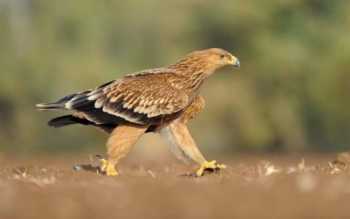 Casi 1.000 aves cazadas furtivamente en Huesca son localizadas en Barcelona