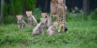 Metro Richmond Zoo welcomes 6 cheetah cubs