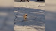 California Rescuers Spot Injured Pup In Road And Something Amazing Happens