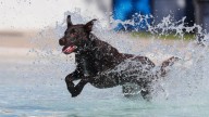 See photos from Pooches in the Pool at Joannes Aquatic Center