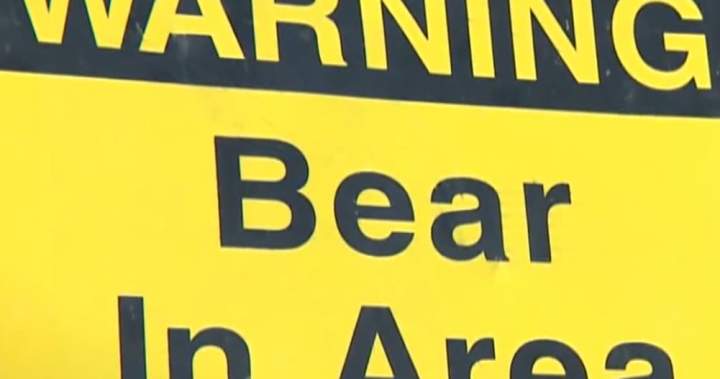 Fisher expected to recover after grizzly attack in southern Alberta: parks minister