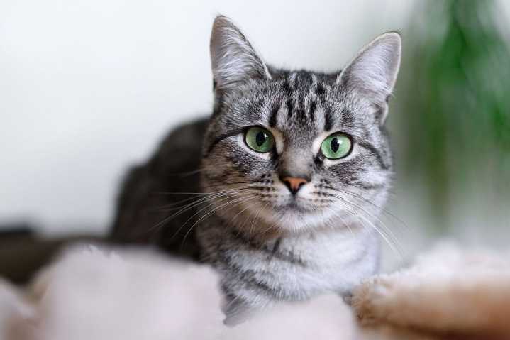 Día Internacional del Gato; celebración y cuidado de estos felinos que cautivan al mundo