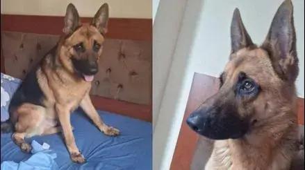 Callao: piden ayuda para ubicar a perrito Duffy, desaparecido hace cinco días