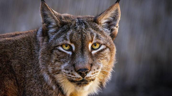 El zoológico de Dinamarca que pide donaciones de mascotas no deseadas para alimentar a sus depredadores