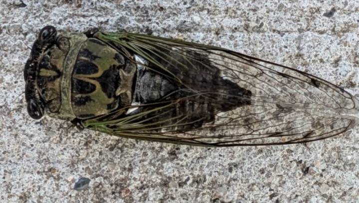 Mizzou Entomologist: Missouri trees are buzzing with cicadas
