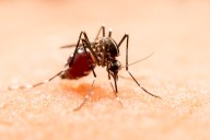 Puebla alienta a la población a acudir al médico ante síntomas del dengue