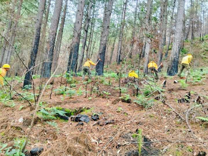 Impulsa Coesfo reforestación en Santa Catarina Juquila