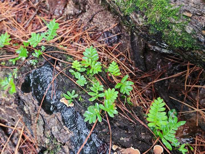 Helecho de le resurrección: maravilla verde que revive con la lluvia