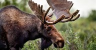 Rangers close part of Maroon Lake loop trail due to moose activity