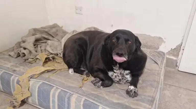 Un perro recorre las carnicerías de su pueblo, está obeso y sus dueños piden que no lo alimenten