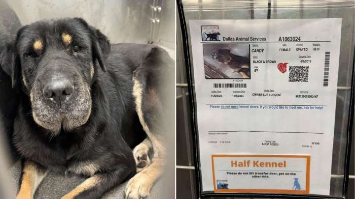 Drone Search In California Reveals Missing Husky Unexpectedly Surrounded By Bear Friends