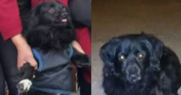 Se perdió Negrito en Castañares y todos lo lloran: ofrecen recompensa