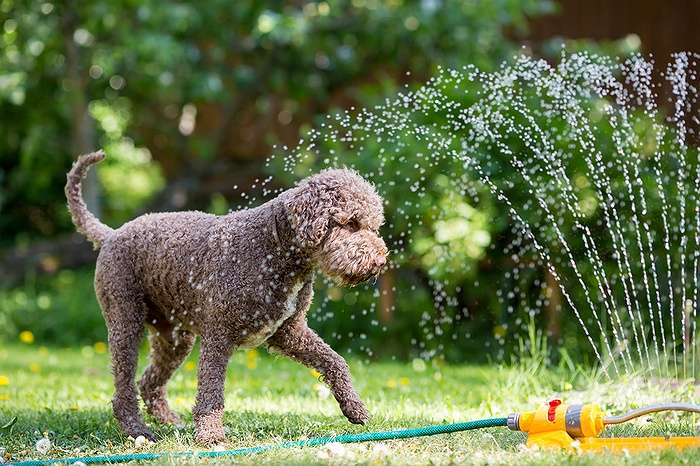 Suffolk SPCA Offers Hot Weather Safety Tips For Your Pet