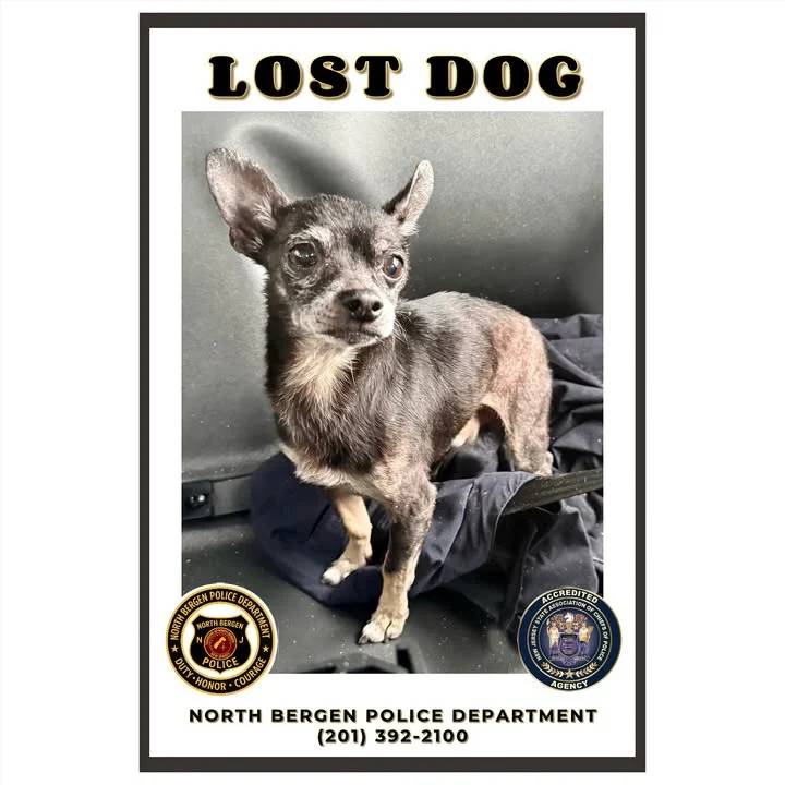 Small dog found near Riverside Place as North Bergen police search for owner