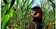 UNCERTAIN HARVEST