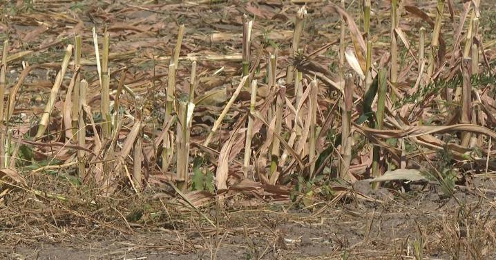 Missouri farmers see yield impacts as drought conditions ramp up through August