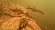 Saving South Africa’s endangered sandfish