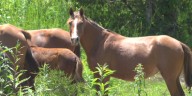 24 free roaming horses in Breathitt County removed