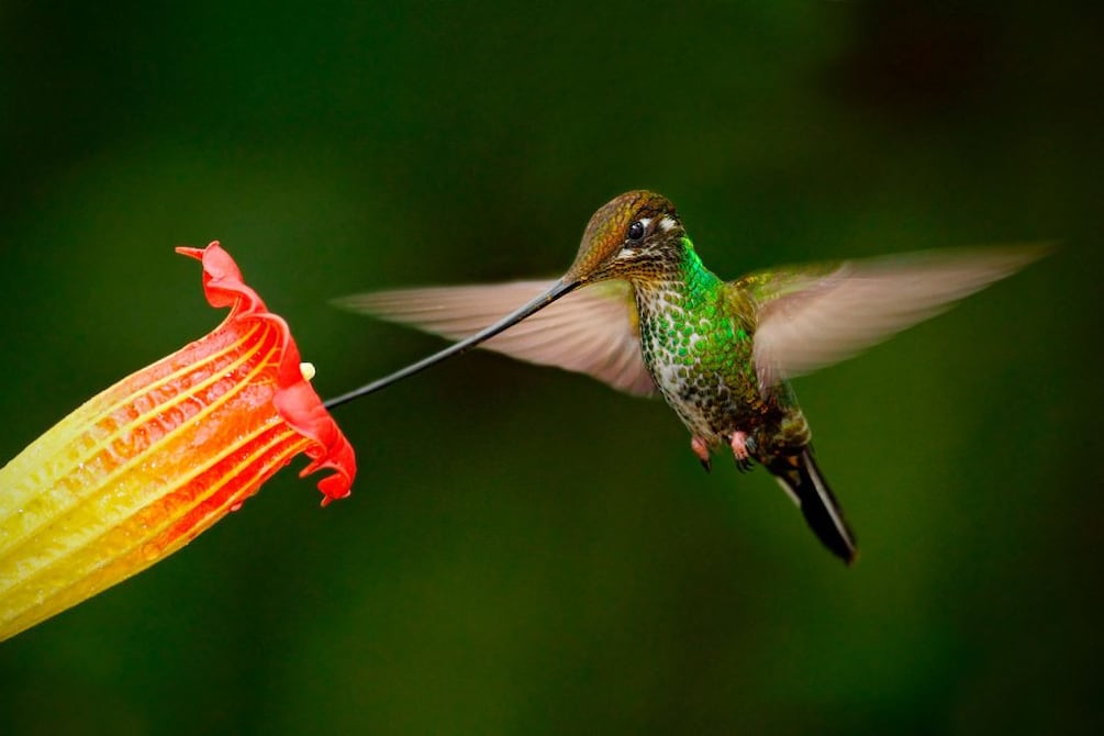 Más de 30 millones de colibríes emprenden su migración de otoño hacia el sur: trucos para que logres ver algunos en tu jardín