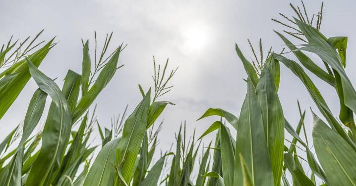 Lincoln weather: Temperatures slowly rising, could flirt with 100 by week's end
