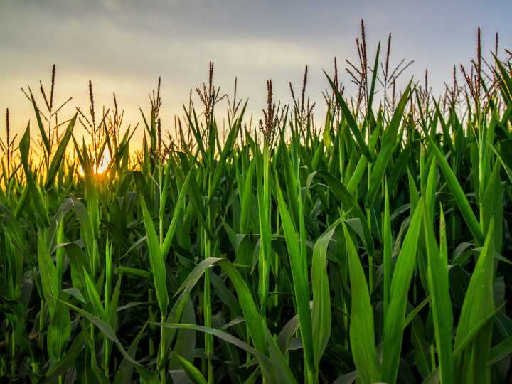 ¿Esta sobrestimada la huella de carbono del maíz en Argentina?