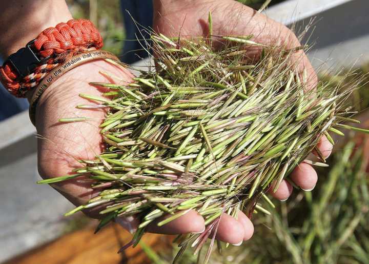 Stakes high as Minnesota enforces wild rice sulfate standard