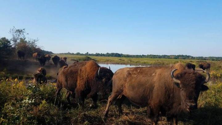 Missouri used to be covered in prairie. A new book traces its 'ruin and redemption'