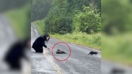 Couple Stopped On A Road In Washington After Noticing A ‘Clump Of Dirt’ Only To Realize It’s Something Else
