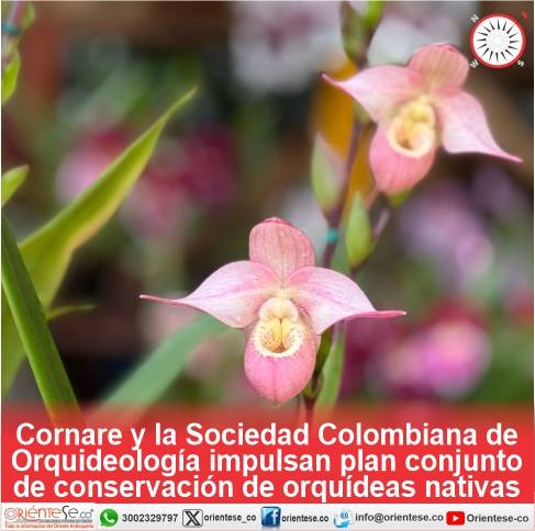 Cornare y la Sociedad Colombiana de Orquideología impulsan plan conjunto de conservación de orquídeas nativas