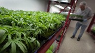 What to Know About Trump's Potential Change in Federal Marijuana Policy
