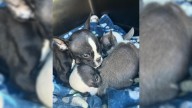 New Jersey Rescuers Were In Disbelief After Finding 3 Puppies Dumped Next To A Shelter