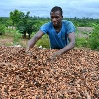 Nestle unveils method to boost cocoa yields as climate change hits