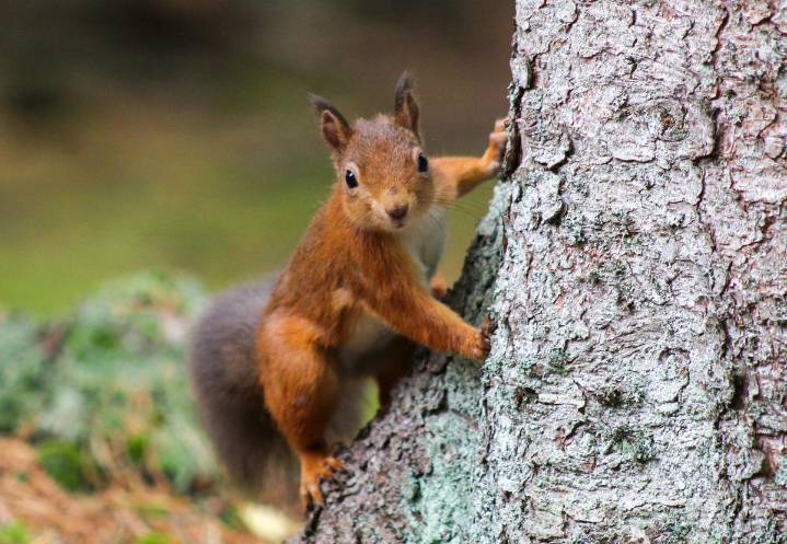 Washington vs. Oregon, The Squirrel Uprising Survival Odds