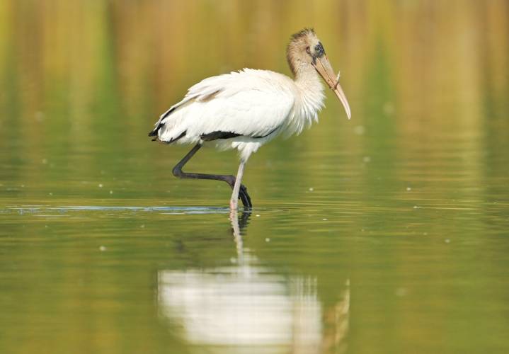 Rare tropical bird, the wood stork, spotted in Colorado