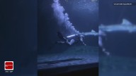 Oklahoma Aquarium: Two divers swim with largest collection of bull sharks